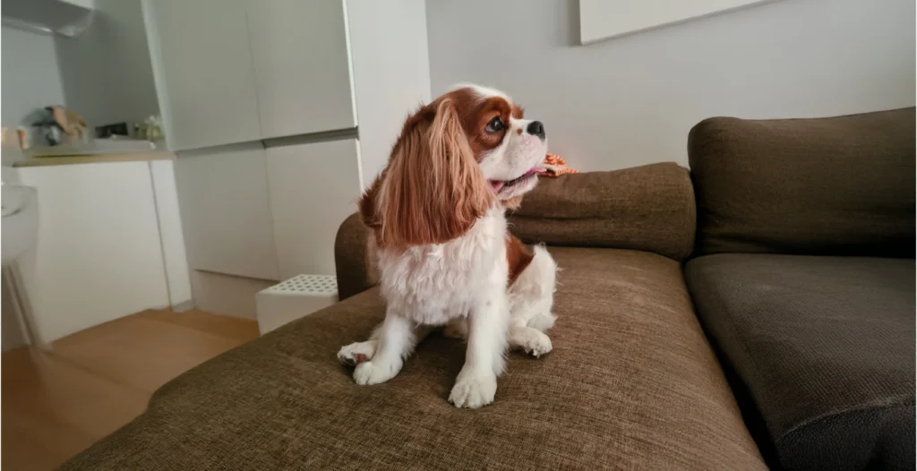Cavalier King Charles Spaniel Dog Breed History, Care Tips