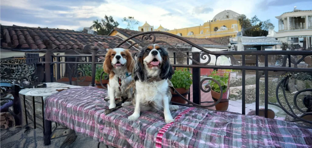 Cavalier King Charles Spaniel Dog Breed History, Care Tips