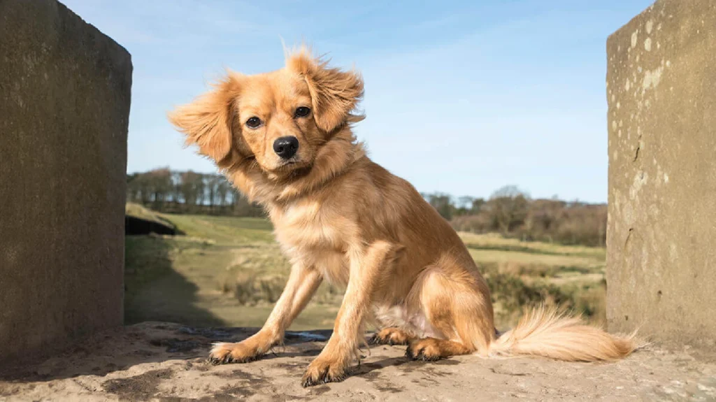Cavapom Dog Breed: History, Characteristics And Temperament 2 Cavapom dog Physical Characteristics