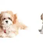 Cavapoochon Dog Breed