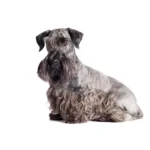 Cesky Terrier Dog Breed