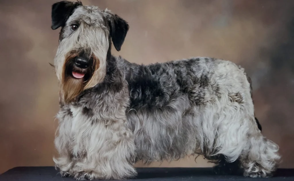 Cesky Terrier Dog Breed History, Traits, Care, and More 1