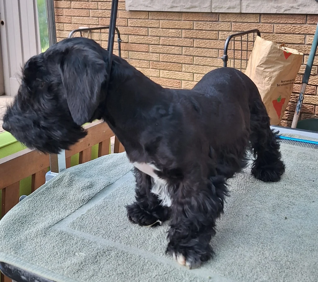 Cesky Terrier Dog Breed History, Traits, Care, and More