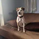 Chi Staffy Bull Dog Breed