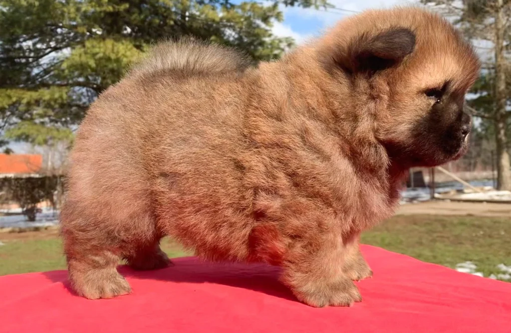 Chow Chow Dog Breed History, Characteristics, Care, Health