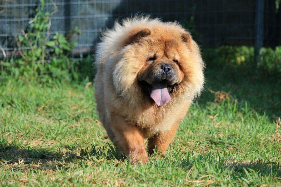 Chow Chow Dog Breed History, Characteristics, Care, Health