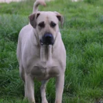 Cimarrón Uruguayo dog breeds