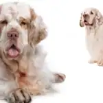 Clumber Spaniel Dogs Breeds