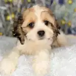 Cockachon Dog Breeds