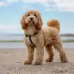Cockapoo Dog