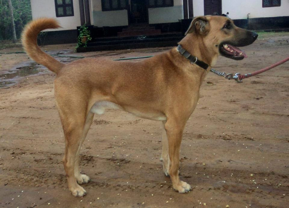 Kombai dog Care and Maintenance