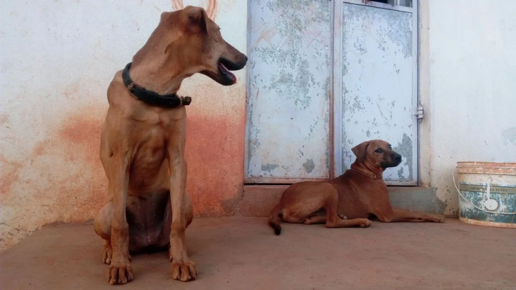 Kombai dog Physical Characteristics