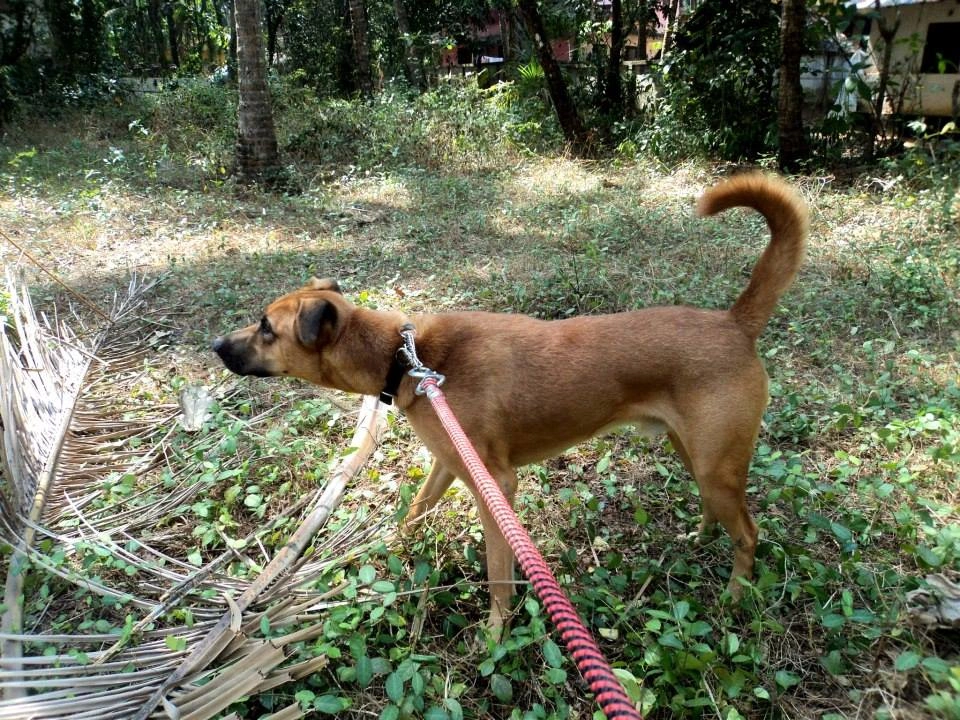 Kombai dog suitability as a Pet