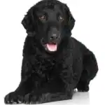 Curly Coated Retriever Dogs