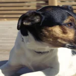 Danish-Swedish Farmdog dog breeds