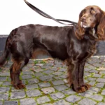 Deutscher Wachtelhund dog breeds