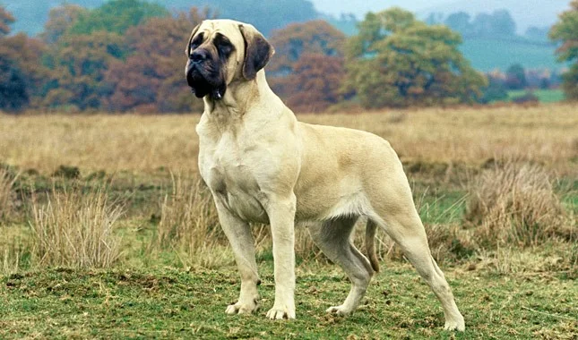 English Mastiff dog