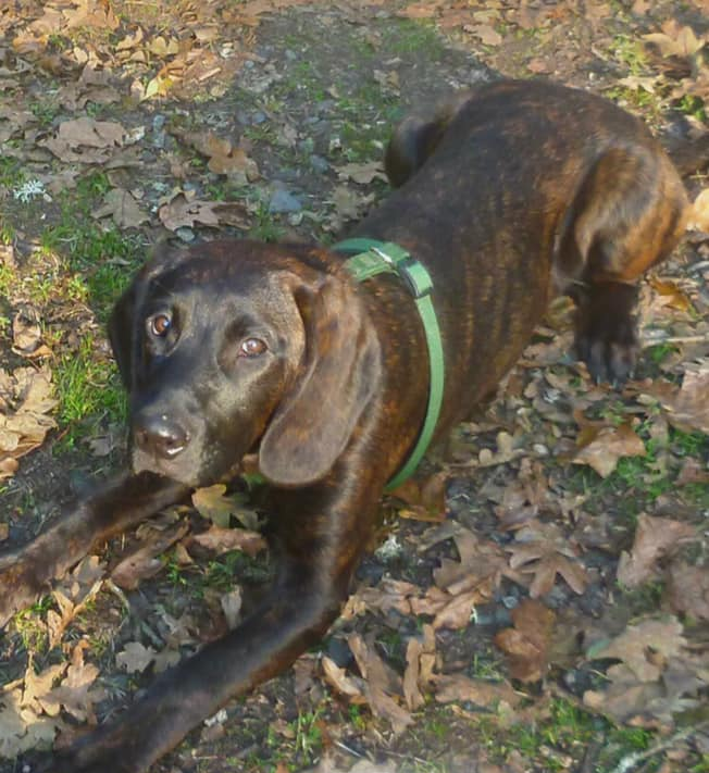 Hanoverian Scenthound