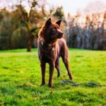 Hmong Dog breeds
