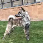 Hokkaido Dog breeds