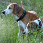 Hygen Hound Dog breeds