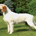 Istrian Coarse-haired Hound Dog breeds