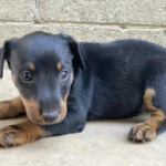 Jagdterrier Dog breeds