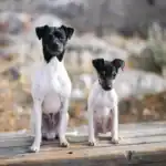 Japanese Terrier Dog breeds