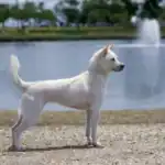 Kishu Ken Dog breeds