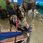 Mudi dog breeds