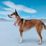 Norwegian Lundehund dog breeds