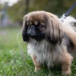 Pekingese Dog Breed: History, Characteristics Care and More