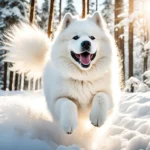 Samoyed dog standing in the snow