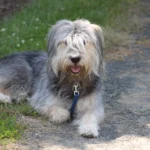Sapsali dog breeds
