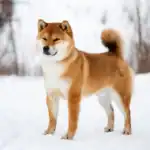 Shiba Inu Dog Breed: Complete Guide & Essential Facts