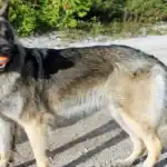 Shiloh Shepherd Dog breeds