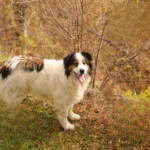 Tornjak dog breeds