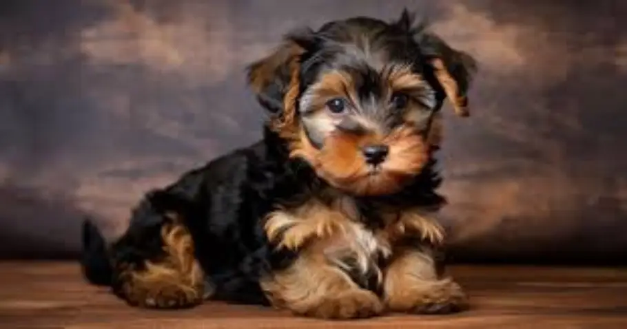 Yorkipoo (Yorkshire Terrier Poodle Mix)