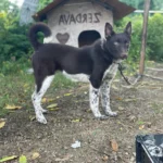 Zerdava dog breeds