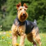 Airedale Terrier Dog Breeds: The King of Terriers