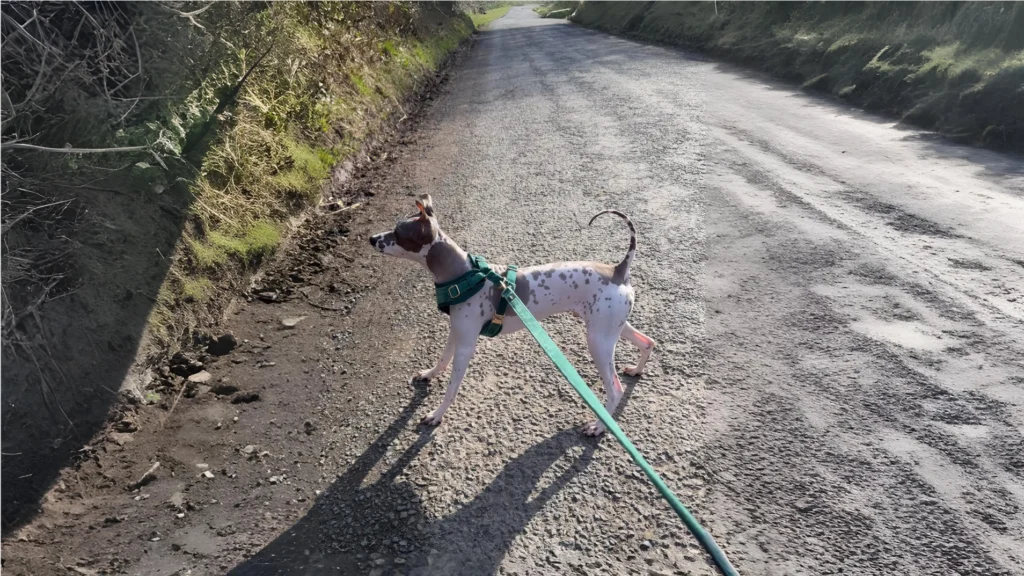 American Hairless Terrier