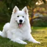 American White Shepherd Dog Breed