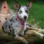 Australian Koolie, German Koolie History, Characteristics