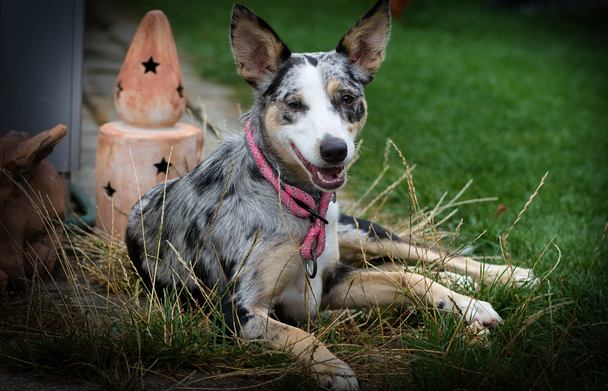 Australian Koolie, German Koolie History, Characteristics