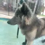 Blue Bay Shepherd Dog Breed