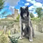 Blue Wolfdog Dog Breed