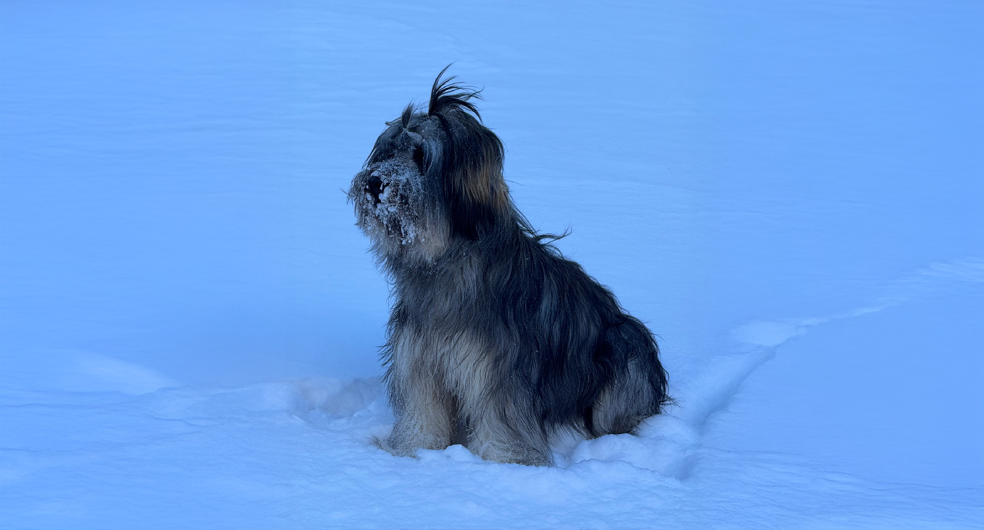 Catalan Sheepdog Breed History and Suitability as Pets