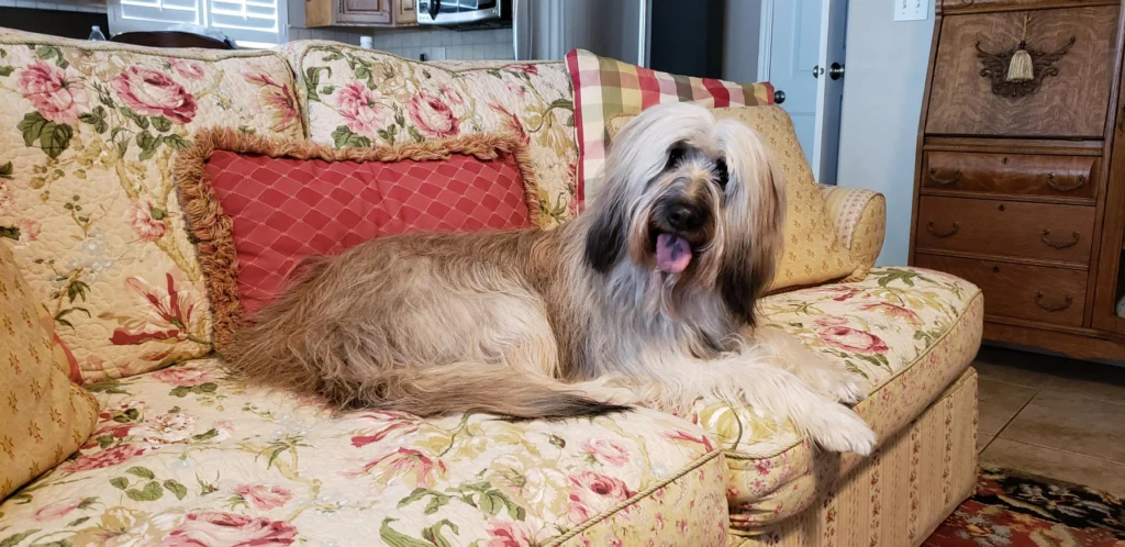 Catalan Sheepdog Breed History and Suitability as Pets