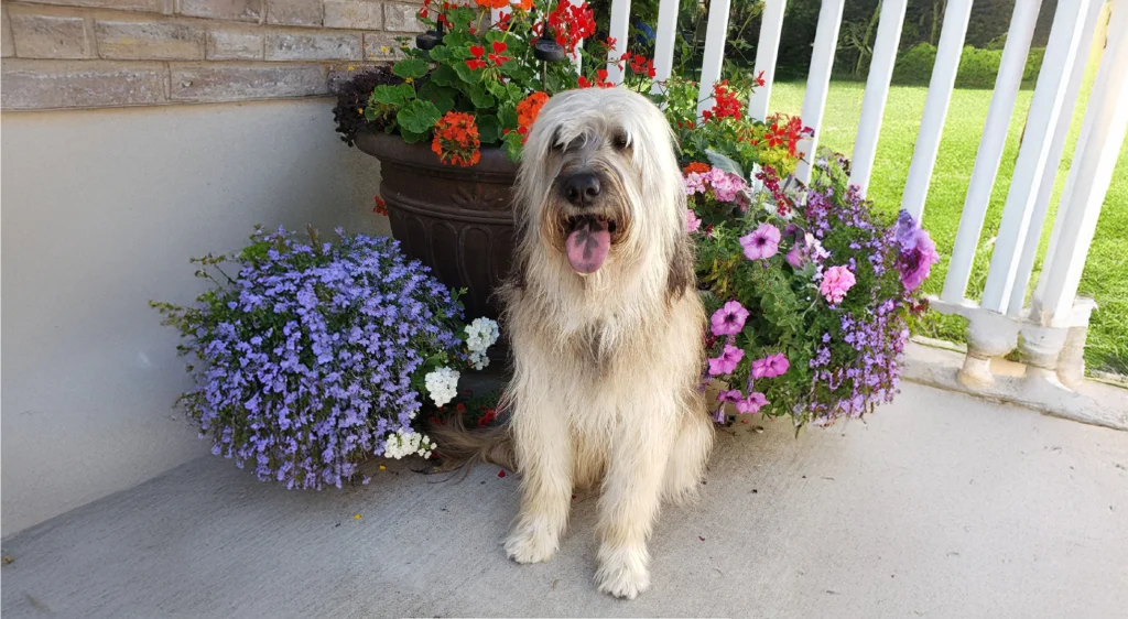 Catalan Sheepdog Breed History and Suitability as Pets
