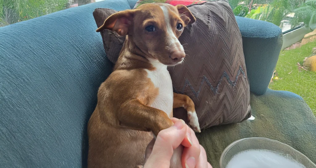 Chiweenie Dog Breed Guide Characteristics And Care Tips 1